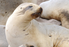 102010 New Zealand Sea Lion Phocarctos hookeri.jpg